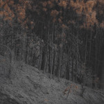 Rim Fire